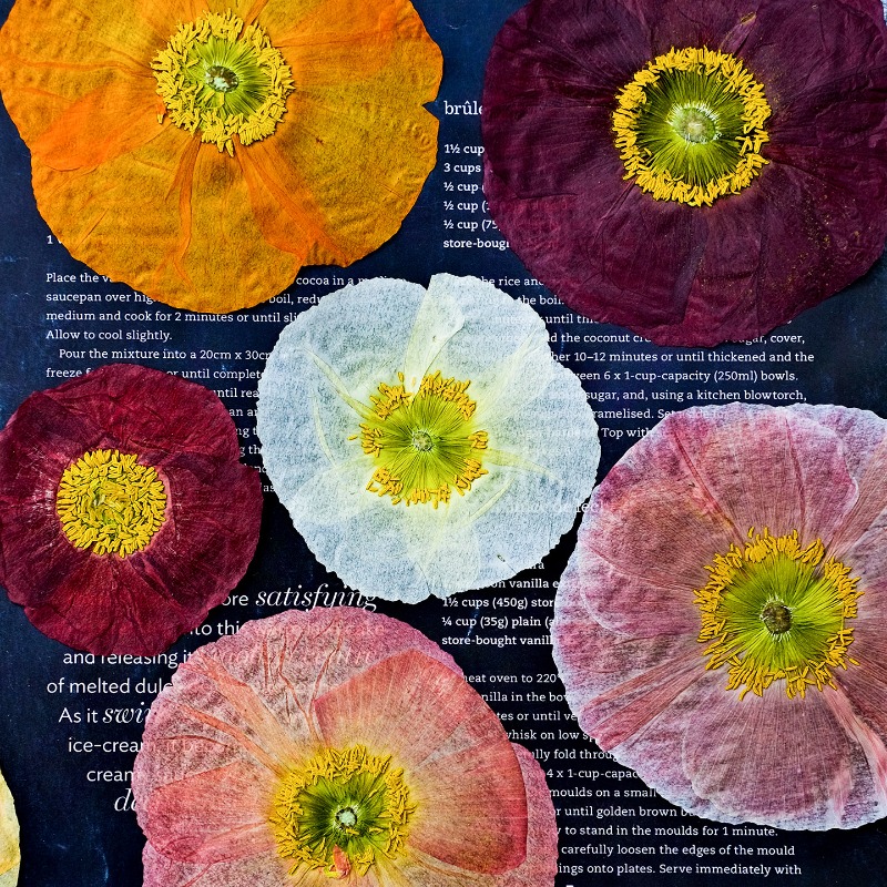 Resin Art For Photo Frame - 1pcs,Nature Field Poppy Pressed Dry Flowers