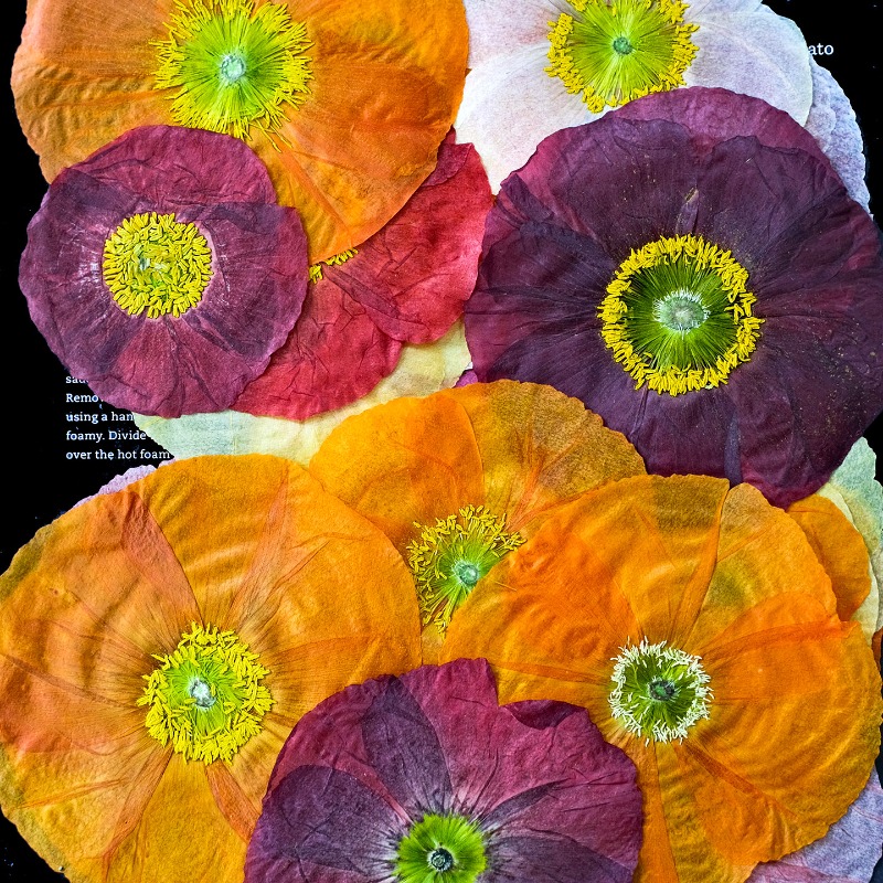 1pcs,Nature Field Poppy Presse - огляд і ціна Resin Art For Photo Frame