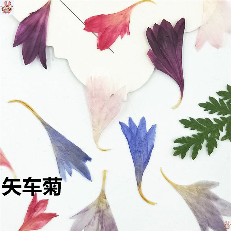 20 Plant Specimens, Cornflower - огляд і ціна Resin Art Sticker