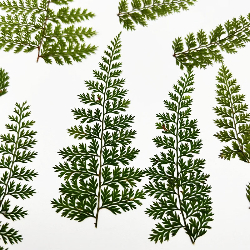 100Pcs Natural Rain Fern Leaf  - огляд і ціна Resin Art For Photo Frame