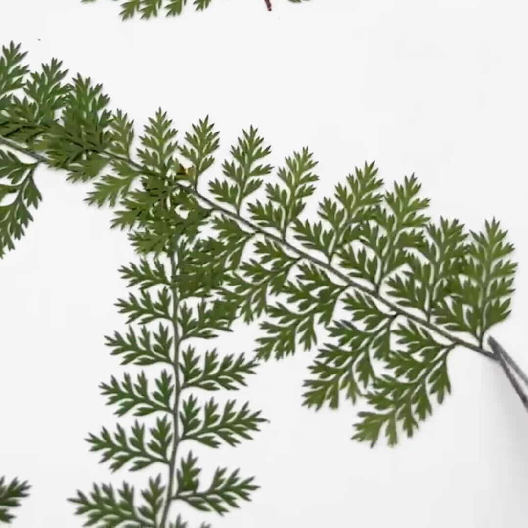 100Pcs Natural Rain Fern Leaf  - огляд і ціна Resin Art For Photo Frame