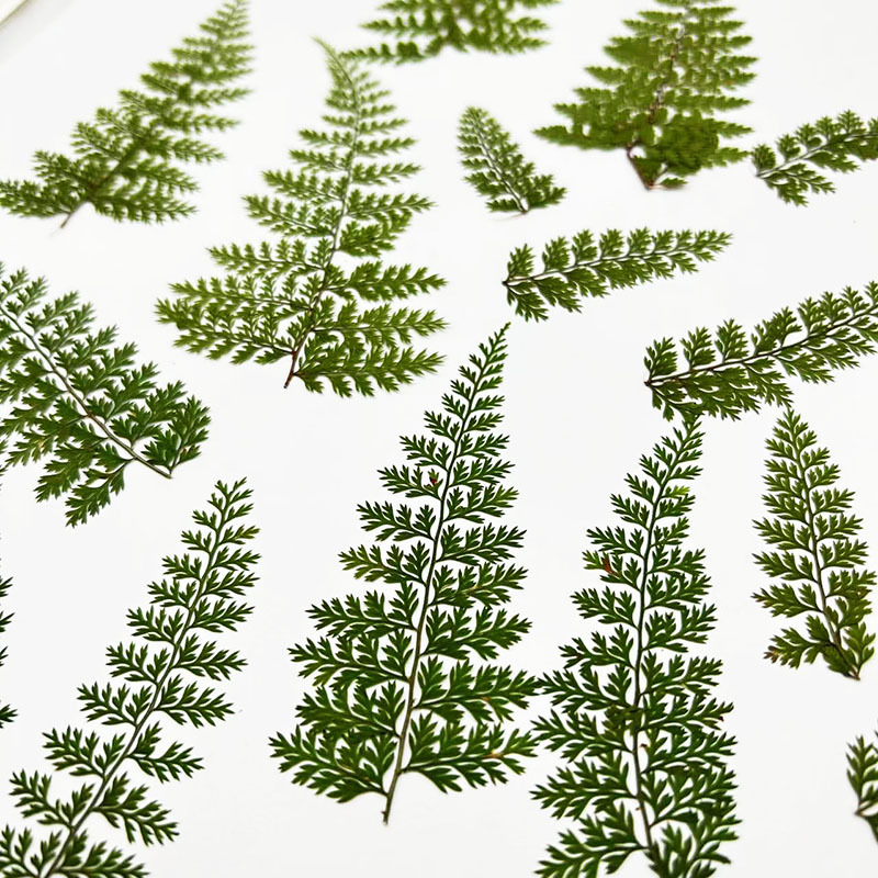 100Pcs Natural Rain Fern Leaf  - огляд і ціна Resin Art For Photo Frame