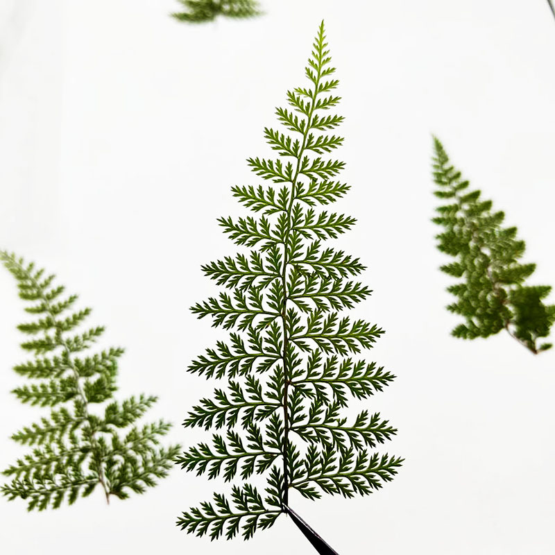 100Pcs Natural Rain Fern Leaf  - огляд і ціна Resin Art For Photo Frame